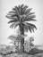 Picture of PALMIER
