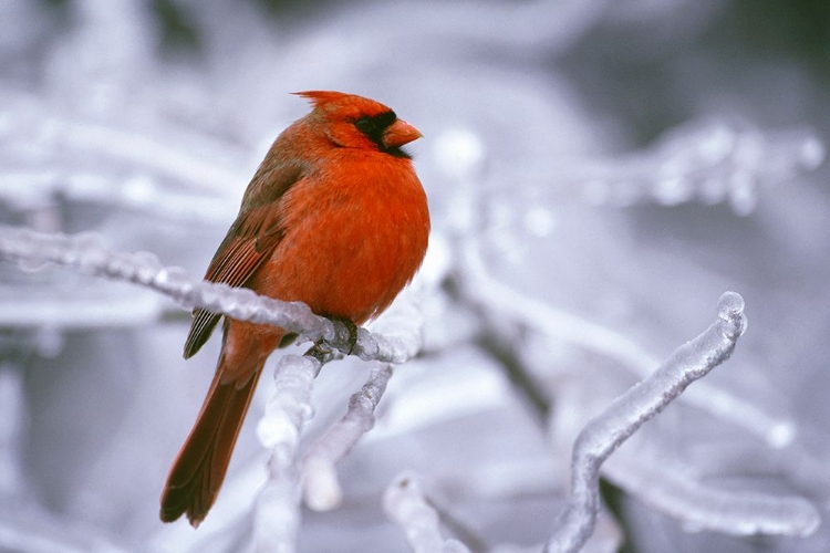Picture of WINTER CARDINAL