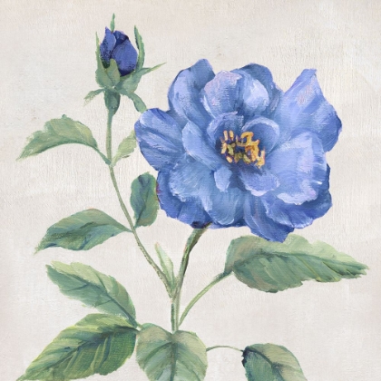 Picture of BLUE GRANDIFLORA II