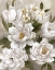Picture of SWEET SPRING DAY