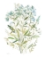 Picture of GARDEN LACE I