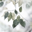 Picture of QUIET GREEN I