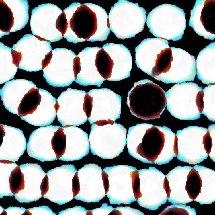 Picture of CELL DIVISION 2