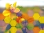 Picture of HEXIFLORA 4