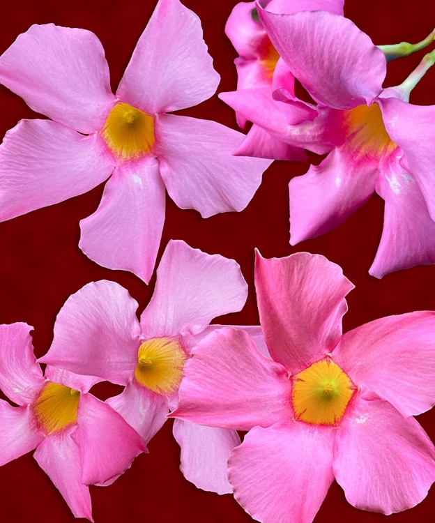 Picture of PINK FLOWERS ON RED