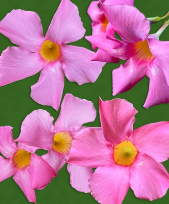 Picture of PINK FLOWERS ON GREEN