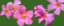 Picture of PINK FLOWERS ON GREEN