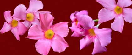 Picture of PINK FLOWERS ON RED