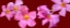 Picture of PINK FLOWERS ON RED