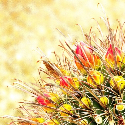 Picture of GOLD TYPE: BARREL CACTUS 1A