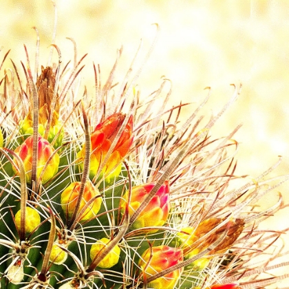 Picture of GOLD TYPE: BARREL CACTUS 1B