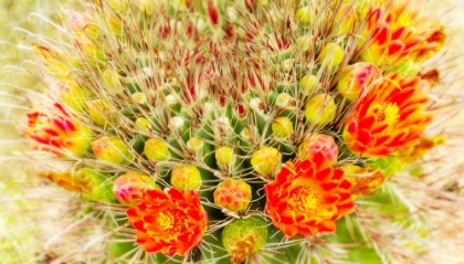 Picture of GOLD TYPE: BARREL CACTUS 3