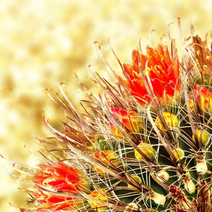 Picture of GOLD TYPE: BARREL CACTUS 2A