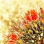 Picture of GOLD TYPE: BARREL CACTUS 2A
