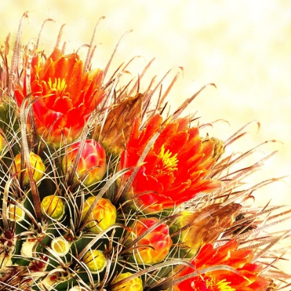 Picture of GOLD TYPE: BARREL CACTUS 2B
