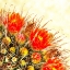 Picture of GOLD TYPE: BARREL CACTUS 2B