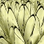 Picture of COLOR MOODS: CACTUS 7E GOLD TYPE