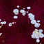 Picture of WHITE MUSHROOMS VER4