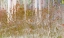 Picture of COLOR MOODS: FOREST GOLD TYPE 1B 