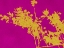Picture of CREOSOTE GOLD SILHOUETTE