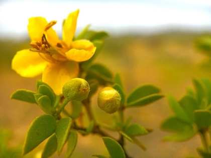 Picture of CREOSOTE IN BLOOM 1