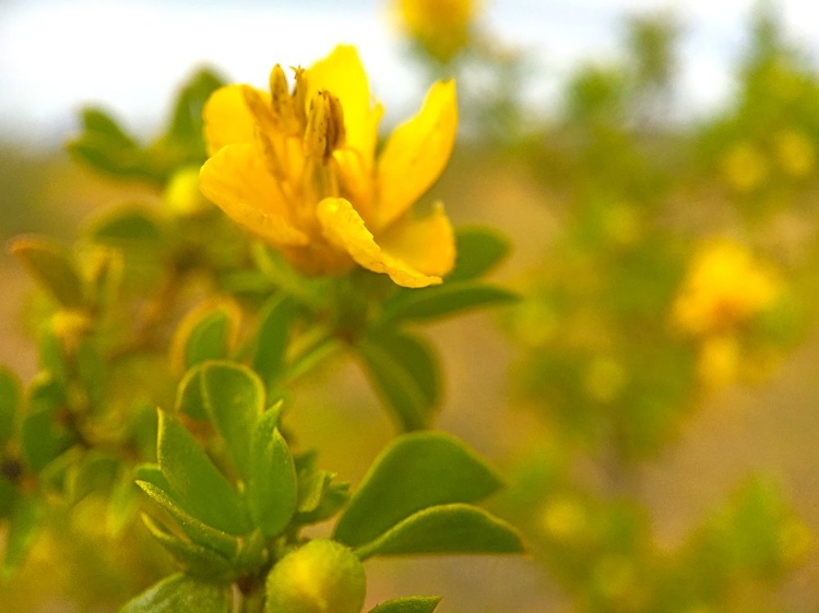 Picture of CREOSOTE IN BLOOM 2