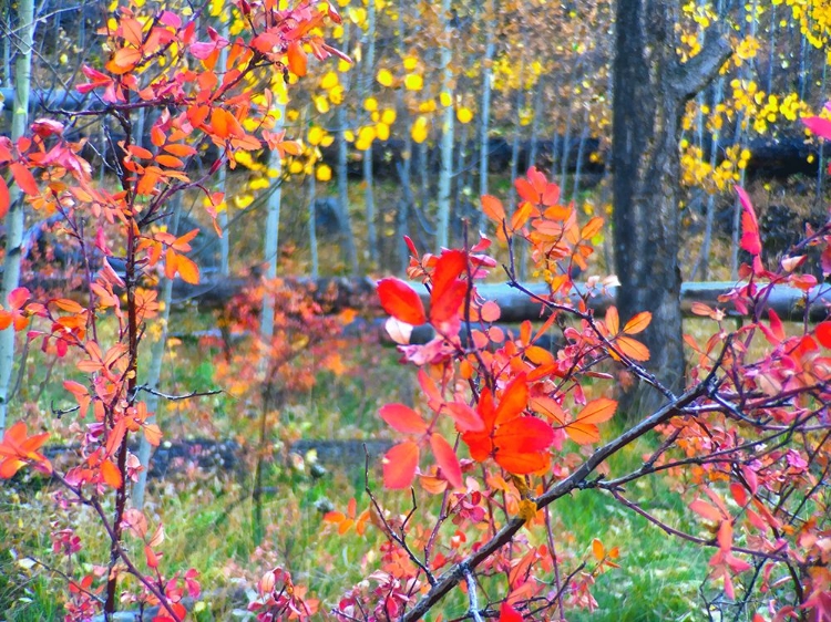 Picture of FALL SOMEWHERE