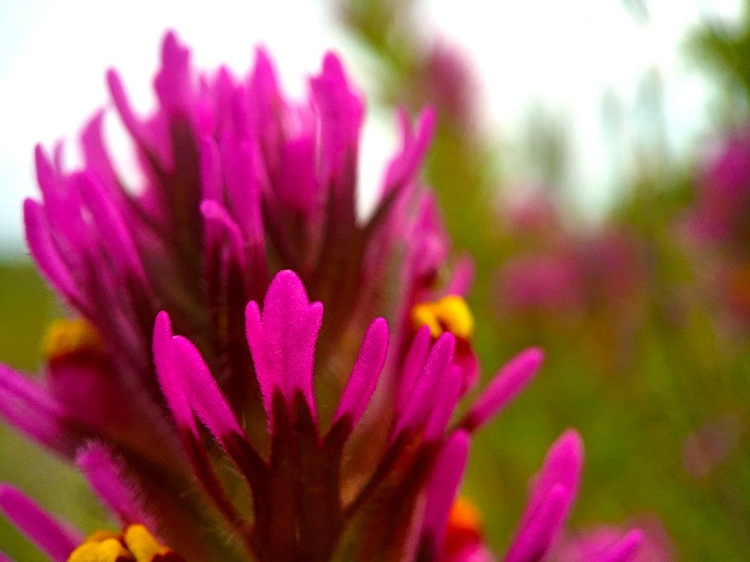 Picture of OWL CLOVER