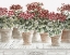 Picture of POTTED GERANIUM MIX III