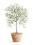 Picture of TOPIARY II
