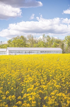 Picture of FIELD OF YELLOW I