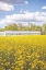 Picture of FIELD OF YELLOW I