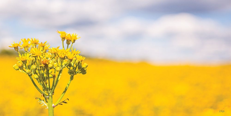 Picture of FIELD OF YELLOW II