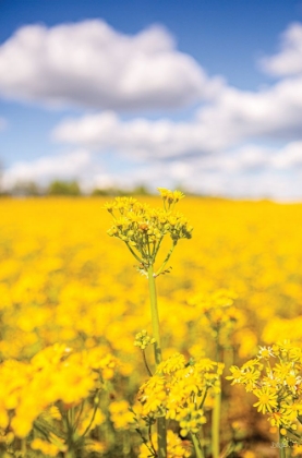 Picture of FIELD OF YELLOW III