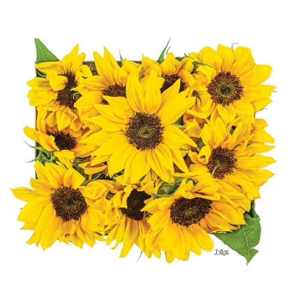 Picture of SUNFLOWER BOUQUET