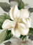 Picture of MAGNOLIA BLOSSOMS II