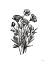 Picture of PEN AND INK WILDFLOWER II
