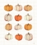 Picture of LOTS OF PUMPKINS