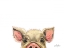Picture of PEEKING PIG
