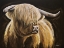 Picture of HIGHLAND COW I 
