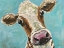 Picture of MR. MOO MOO