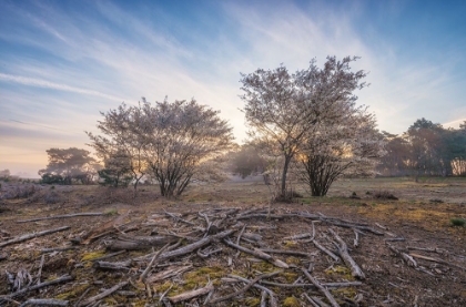 Picture of SPRING BUSHES AT SUNRISE