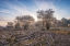 Picture of SPRING BUSHES AT SUNRISE