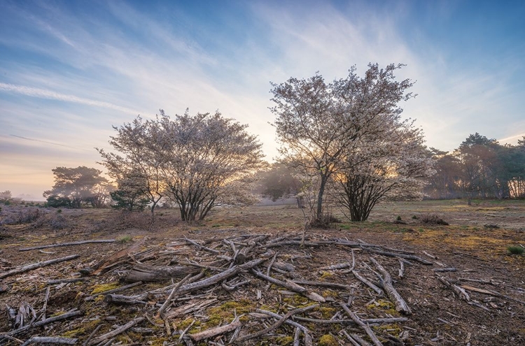 Picture of SPRING BUSHES AT SUNRISE