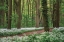 Picture of WHITE CARPET