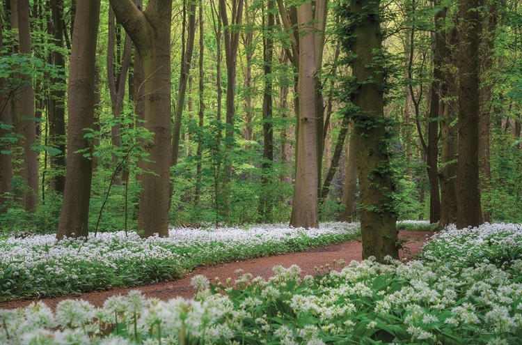 Picture of WHITE CARPET