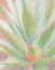 Picture of SUCCULENT BLOOM 1