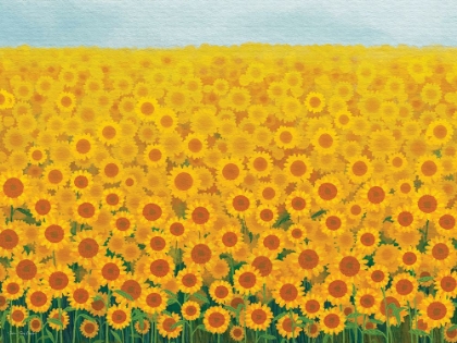 Picture of FIELD OF SUNFLOWERS