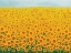 Picture of FIELD OF SUNFLOWERS
