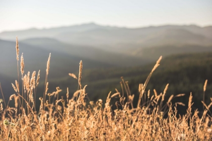 Picture of MOUNTAIN AND FALL FIELDS